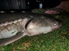 Acipenser transmontanus