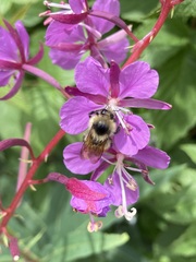 Bombus centralis