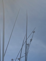 Schoenoplectus acutus