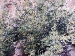 Searsia burchellii