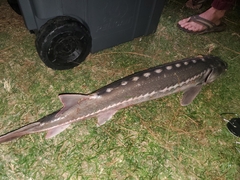 Acipenser transmontanus