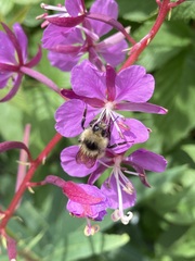 Bombus centralis