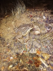 Bufo spinosus