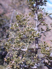 Searsia burchellii