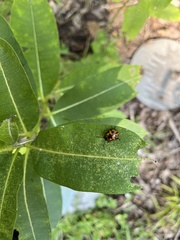 Labidomera clivicollis