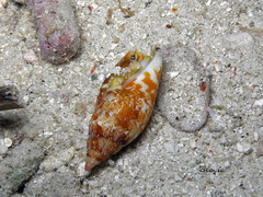 Tridentarius dentatus
