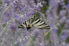 Iphiclides podalirius