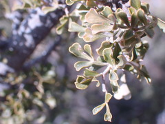 Searsia burchellii