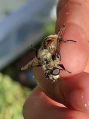 Eristalis anthophorina