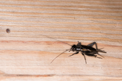 Melanogryllus desertus