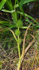 Sparganium emersum