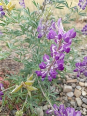Lupinus argenteus