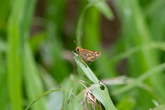 Taractrocera ardonia