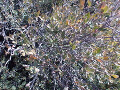 Diospyros lycioides