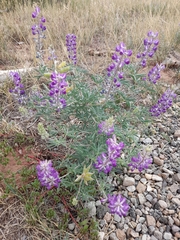 Lupinus argenteus
