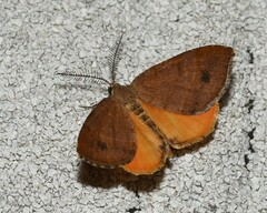 Mellilla xanthometata