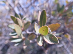 Diospyros lycioides