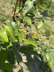 Elaeagnus umbellata