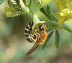 Colletes hederae