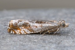 Epinotia