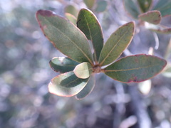 Diospyros lycioides