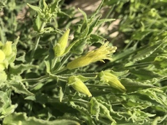 Silene parishii