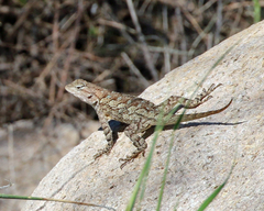 Sceloporus clarkii