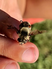 Eristalis anthophorina