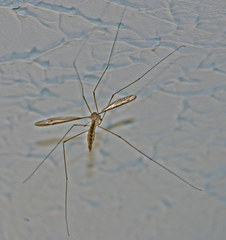 Tipula furca
