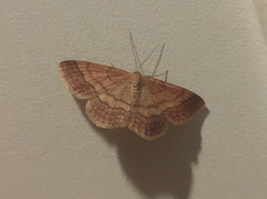 Scopula rubiginata