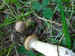 Suillus viscidus