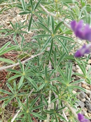 Lupinus argenteus