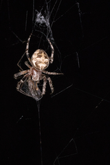 Larinioides cornutus