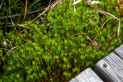 Polytrichum formosum