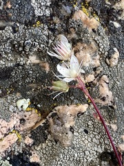 Saxifraga bronchialis
