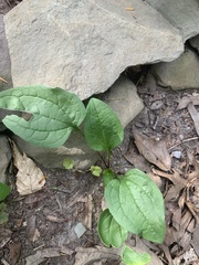 Rudbeckia triloba