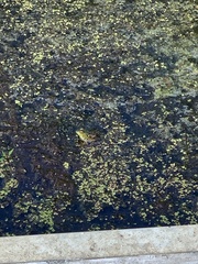 Lithobates septentrionalis