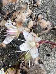 Saxifraga bronchialis