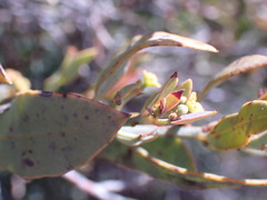 Osyris lanceolata