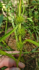 Sparganium emersum