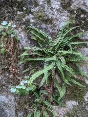 Asplenium trichomanes