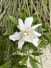 Gardenia jasminoides