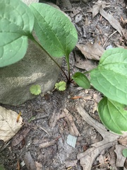 Rudbeckia triloba