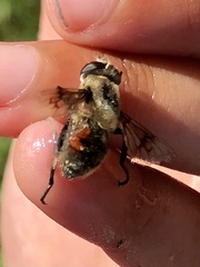 Eristalis anthophorina