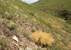 Prangos ferulacea