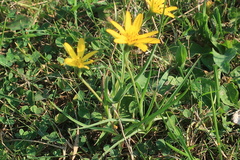 Tragopogon orientalis