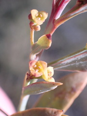 Osyris lanceolata