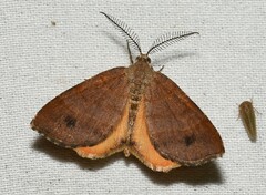 Mellilla xanthometata