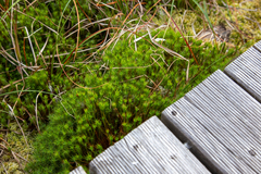 Polytrichum formosum