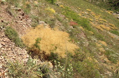 Prangos ferulacea